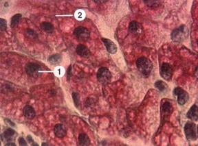 ПРЕПАРАТ № 47. Жировые включения в клетках печени. - student2.ru