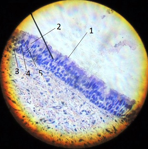 Препарат № 5. Многослойный плоский неороговевающий эпителий. Роговица глаза - student2.ru