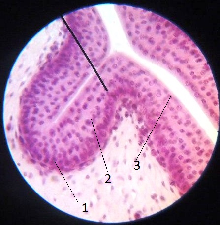 Препарат № 5. Многослойный плоский неороговевающий эпителий. Роговица глаза - student2.ru