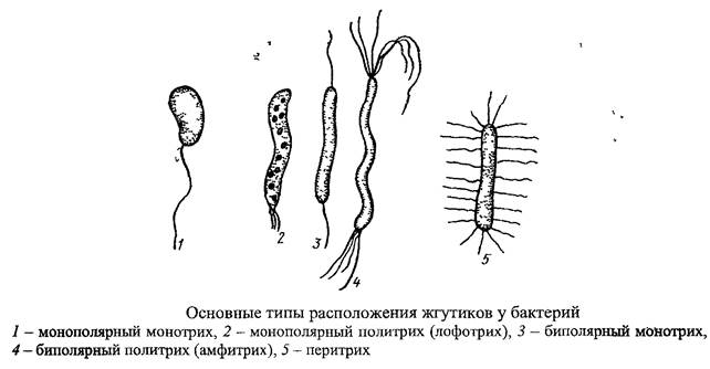 Придатки бактериальной клетки - student2.ru