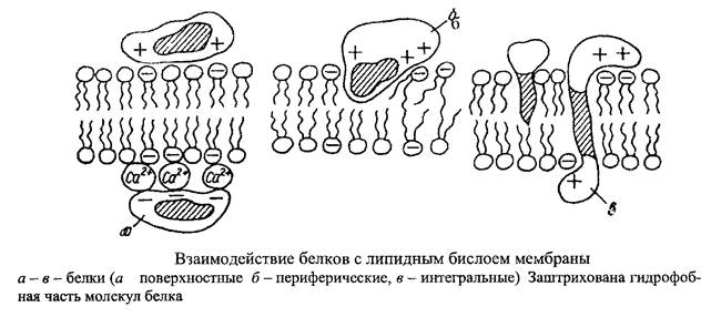 Придатки бактериальной клетки - student2.ru