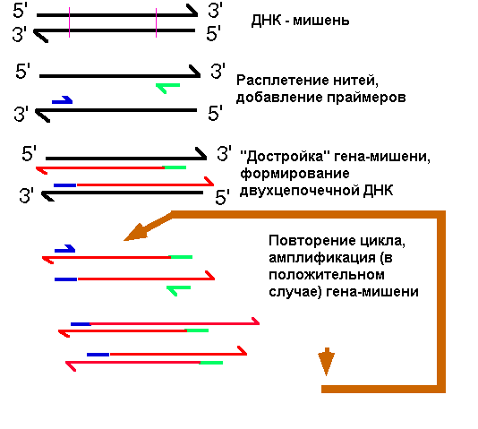 применение генетических методов в микробиологической диагностике - student2.ru