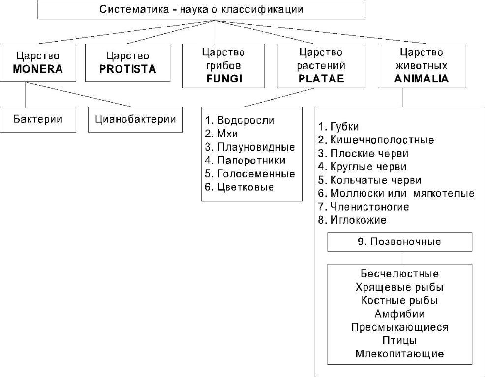 Принципы систематики и таксономии. Методы установления биологического родства. - student2.ru