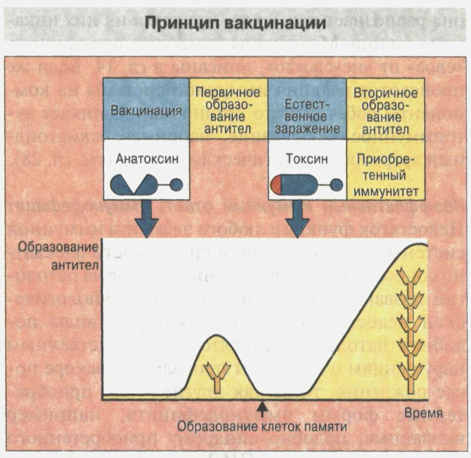 Приобретенный иммунитет - student2.ru