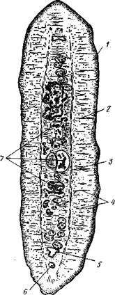 Присоски, 2 — присасывательные ямки, 3 — крючья, 4 — хоботки, вооружен­ные крючьями. 5 — влагалища, в которые втягиваются хоботки - student2.ru