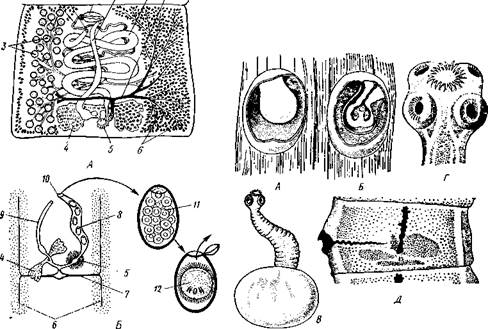 Присоски, 2 — присасывательные ямки, 3 — крючья, 4 — хоботки, вооружен­ные крючьями. 5 — влагалища, в которые втягиваются хоботки - student2.ru