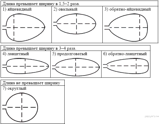 Про­ис­хож­де­ние эу­ка­ри­от - student2.ru