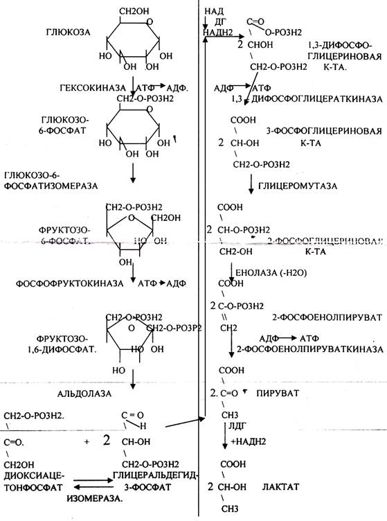 Процесс АНАЭРОБНОГО ГЛИКОЛИЗА сложный и многоступенчатый. Условно его можно - student2.ru