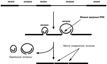 Процессинг предшественника мРНК - student2.ru