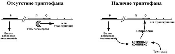 Процессинг предшественника мРНК - student2.ru