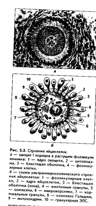прогенез. морфофункциональная характеристика половых клеток - student2.ru