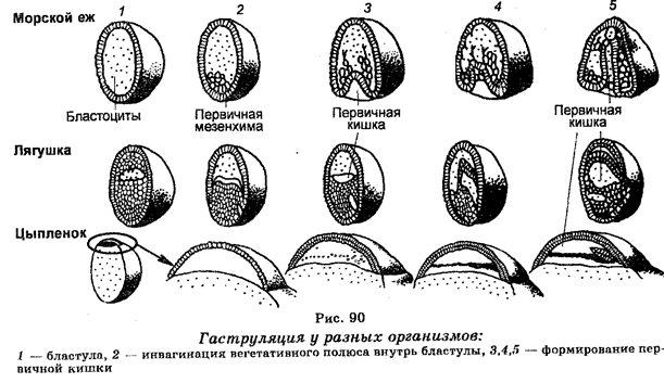 промбриональный и эмбриональный - student2.ru