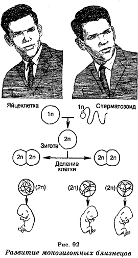 промбриональный и эмбриональный - student2.ru