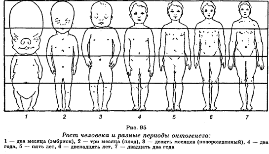 промбриональный и эмбриональный - student2.ru