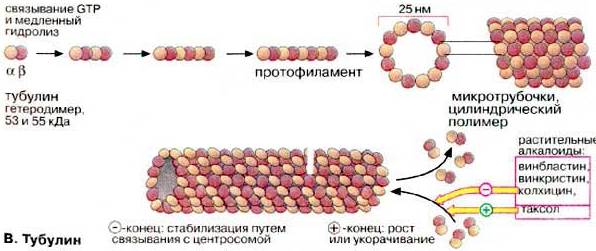 Промежуточные филаменты - student2.ru