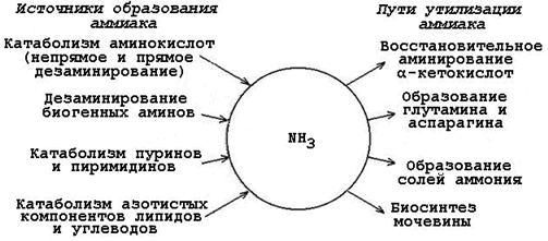 Пути образования и обезвреживания аммиака. - student2.ru