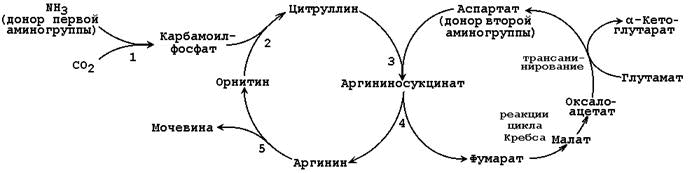 Пути образования и обезвреживания аммиака. - student2.ru