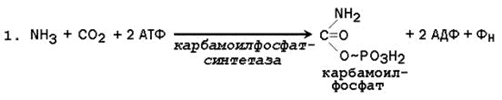 Пути образования и обезвреживания аммиака. - student2.ru