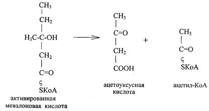 Пути образования кетоновых тел - student2.ru