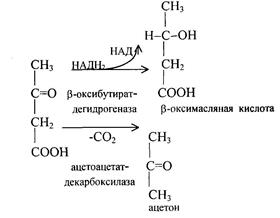 Пути образования кетоновых тел - student2.ru