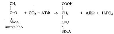 Пути образования кетоновых тел - student2.ru