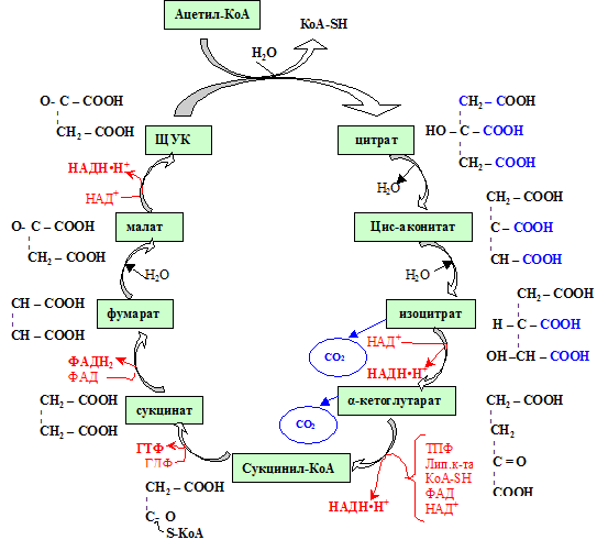 Пути вступления отдельных аминокислот в ЦТК (глико- и кетогенные аминокислоты) - student2.ru