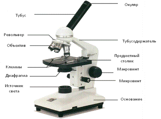 работа 1.2. микроскоп мбс-1 (мбс-10) - student2.ru