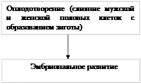 Работа 1. Эмбриональное развитие лягушки - student2.ru