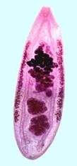 Работа 19.4. Препарат яиц Fasciola hepatica - student2.ru