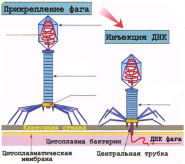 Работа № 2. Спирохеты. Методы выявления - student2.ru