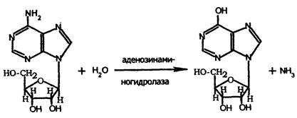 распад пуриновых и пиримидиновых оснований - student2.ru