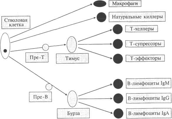 Распознавание антигена функционально незрелыми (наивными) Т-лимфоцитами - student2.ru