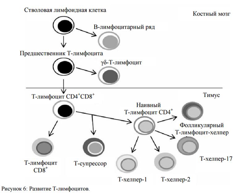 Распознавание антигена функционально незрелыми (наивными) Т-лимфоцитами - student2.ru