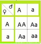 Расщепление по генотипу: 1АА, 2Аа и 1аа. Т.е., 1:2:1 - student2.ru