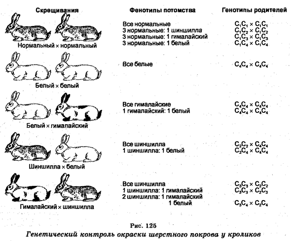 Расщепление (сегрегация) генов - student2.ru