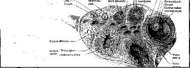 развитие фолликулов - student2.ru