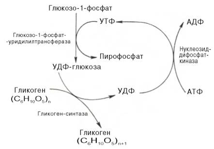 Реакции аэробного гликолиза - student2.ru