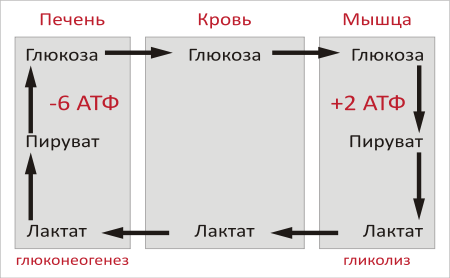 Реакции аэробного гликолиза - student2.ru