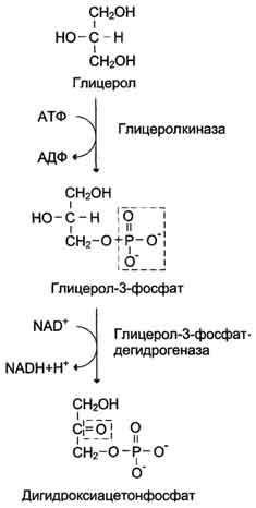 Реакции аэробного гликолиза - student2.ru