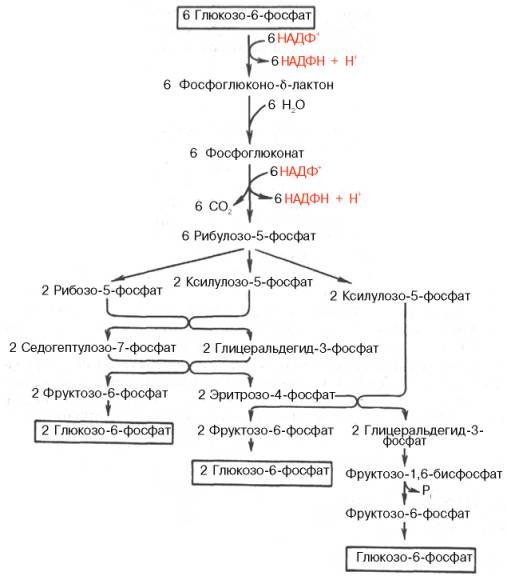 Реакции аэробного гликолиза - student2.ru