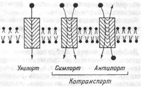 Рецепторы, связанные с гетеротримерными G-белками (или система вторичных посредников) - student2.ru