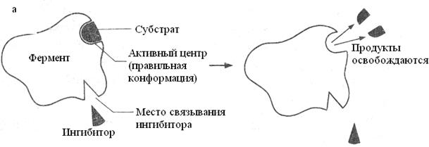 регуляция ферментативной активности - student2.ru