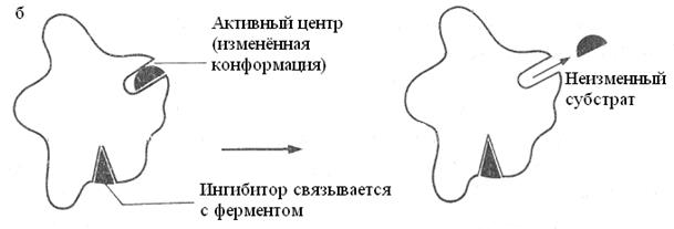 регуляция ферментативной активности - student2.ru