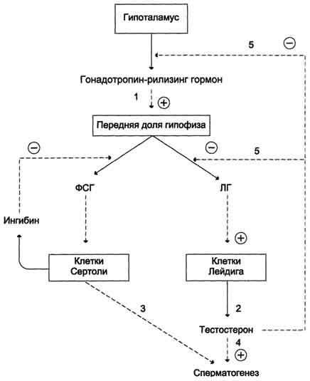 Регуляция функций семенников - student2.ru