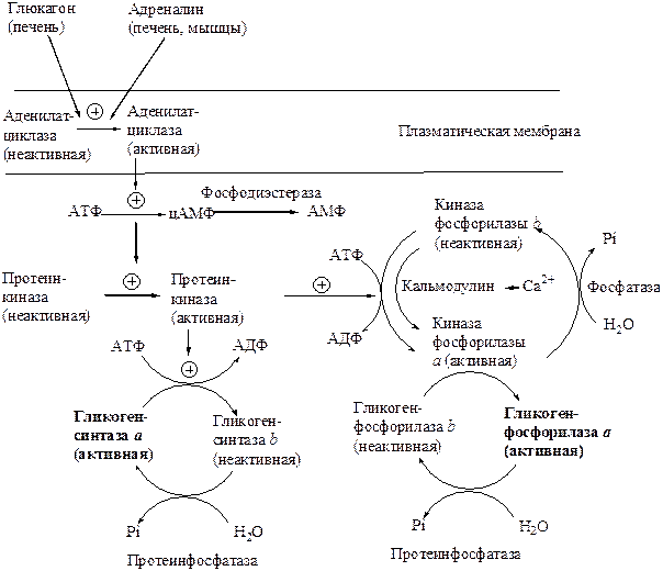 Регуляция гликогенеза и гликогенолиза - student2.ru