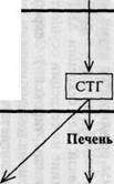 Регуляция секреции гормонов гипоталамуса - student2.ru