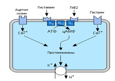 Регуляция секреции HCl (роль гистамина, гастрина, ацетилхолина и др.) - student2.ru