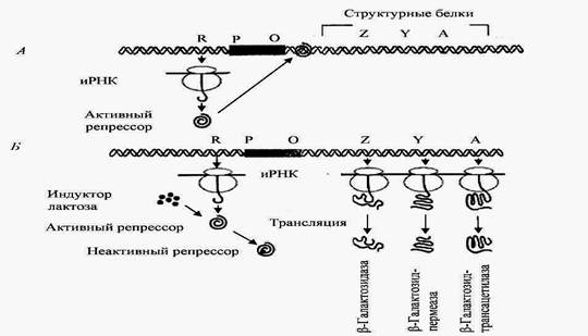 Регуляция синтеза ферментов у бактерий - student2.ru