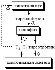 Регуляция синтеза и секреции йодтиронинов - student2.ru