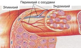 Регуляция сокращения мышечных волокон - student2.ru